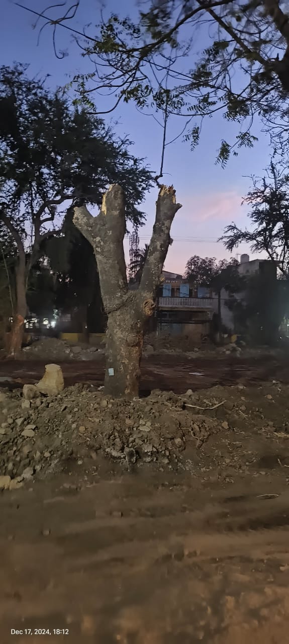 पेडों की हत्याओं पर मौन तंत्र